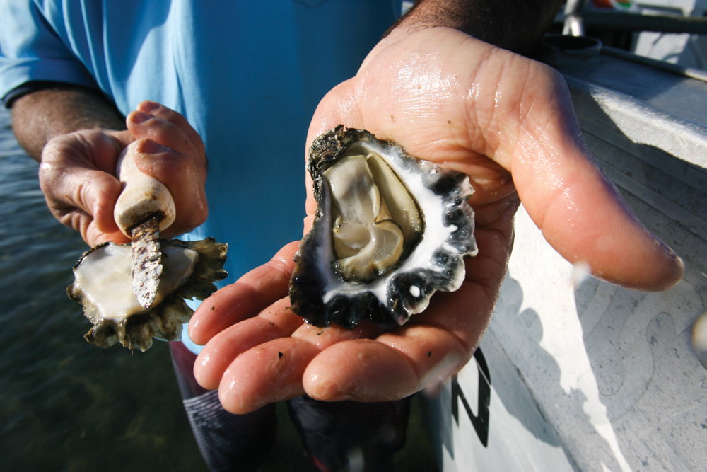 Eat, Drink and Be Straddie North Stradbroke Island cookbook by Angie Simms and Stuart Quinn