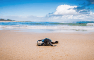 Turtle hatching on Cylinder beach, North Stradbroke island, Point Lookout, Wall Art