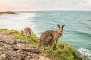 Kangaroo dinner with a view
