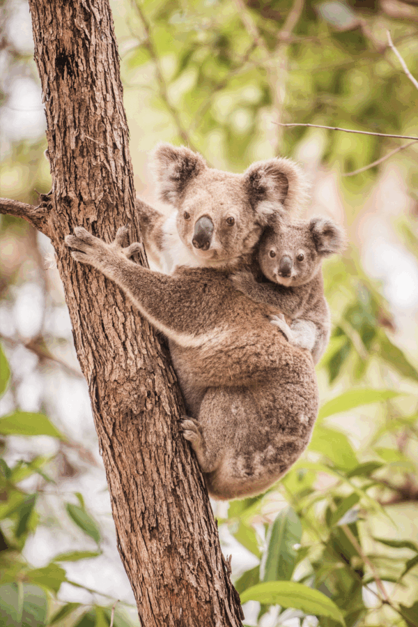 Mumma and bubba Koala